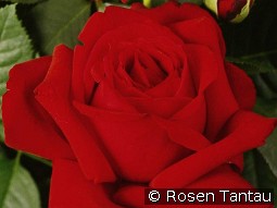 Konrad Adenauer kaufen, click for more details Konrad Adenauer