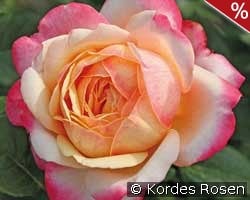 Kordes' Jubilee kaufen, click for more details Kordes' Jubilee