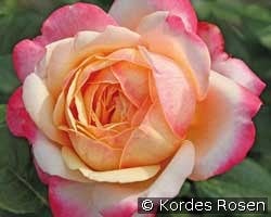 Kordes' Jubilee kaufen, click for more details Kordes' Jubilee