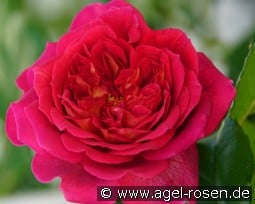 L'Ami des jardins kaufen, click for more details L'Ami des jardins