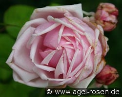 La France kaufen, click for more details La France