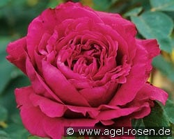 La Rose des 4 Vents kaufen, click for more details La Rose des 4 Vents
