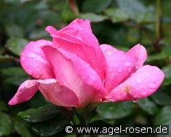 Lady Like kaufen, click for more details Lady Like
