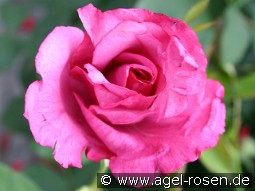 Lila Wunder kaufen, click for more details Lila Wunder