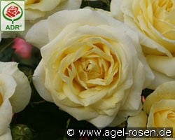 Limona kaufen, click for more details Limona