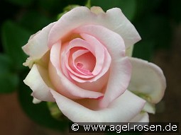 Lovely Antike kaufen, click for more details Lovely Antike