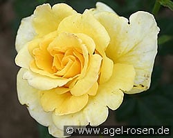 Mabella kaufen, click for more details Mabella