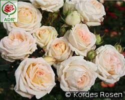 Madame Anisette kaufen, click for more details Madame Anisette