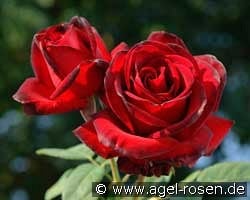 Madame Delbard kaufen, click for more details Madame Delbard