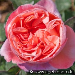 Mademoiselle Meilland kaufen, click for more details Mademoiselle Meilland