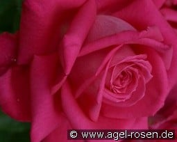 Mainauduft kaufen, click for more details Mainauduft