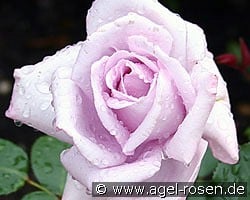 Mainzer Fastnacht kaufen, click for more details Mainzer Fastnacht