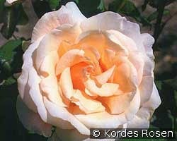 Marie-Louise Marjan kaufen, click for more details Marie-Louise Marjan