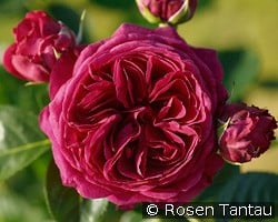 Marietta kaufen, click for more details Marietta