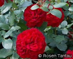 Marlene kaufen, click for more details Marlene