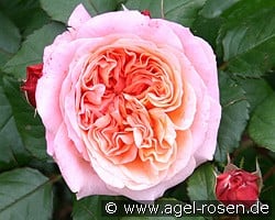 Mary Ann kaufen, click for more details Mary Ann