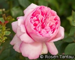 Mauritia kaufen, click for more details Mauritia