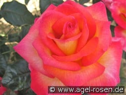 Michel Desjoyeaux syn. Sunrise kaufen, click for more details Michel Desjoyeaux syn. Sunrise