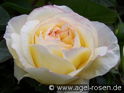 Mitsouko kaufen, click for more details Mitsouko