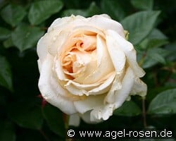 My Girl kaufen, click for more details My Girl