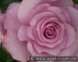 Neptune kaufen, click for more details Neptune