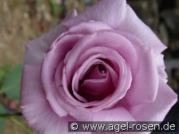 Nil Bleu kaufen, click for more details Nil Bleu