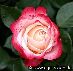 Nostalgie kaufen, click for more details Nostalgie