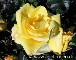 O Sole Mio kaufen, click for more details O Sole Mio