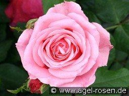 Odette kaufen, click for more details Odette