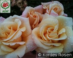 Oh Happy Day kaufen, click for more details Oh Happy Day