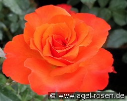 Orange Passion kaufen, click for more details Orange Passion