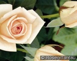 Osiana kaufen, click for more details Osiana