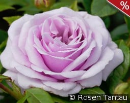 Pacific Blue kaufen, click for more details Pacific Blue