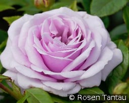 Pacific Blue kaufen, click for more details Pacific Blue