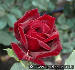 Papa Meilland kaufen, click for more details Papa Meilland