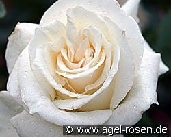 Pascali kaufen, click for more details Pascali