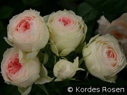 Pashmina - Pompon Flower Circus kaufen, click for more details Pashmina - Pompon Flower Circus