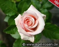 Paul Ricard kaufen, click for more details Paul Ricard