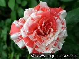 Philatelie kaufen, click for more details Philatelie