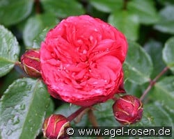 Piano kaufen, click for more details Piano