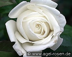 Polarstern kaufen, click for more details Polarstern