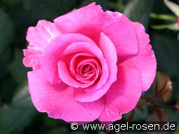 Princess Alexandra (Renaissance) kaufen, click for more details Princess Alexandra (Renaissance)