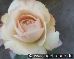 Princesse Astrid de Belgique kaufen, click for more details Princesse Astrid de Belgique