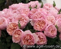 Princesse Charlene de Monaco syn. Duftjuwel kaufen, click for more details Princesse Charlene de Monaco syn. Duftjuwel