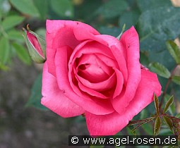 Professor Knöll kaufen, click for more details Professor Knöll