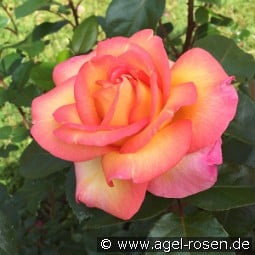 Roberto Alagna kaufen, click for more details Roberto Alagna