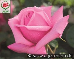 Romina kaufen, click for more details Romina