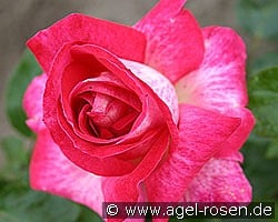 Rose Gaujard kaufen, click for more details Rose Gaujard