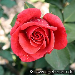 Roter Stern kaufen, click for more details Roter Stern