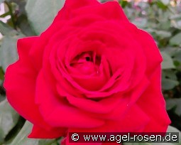 Rouge Meilland kaufen, click for more details Rouge Meilland